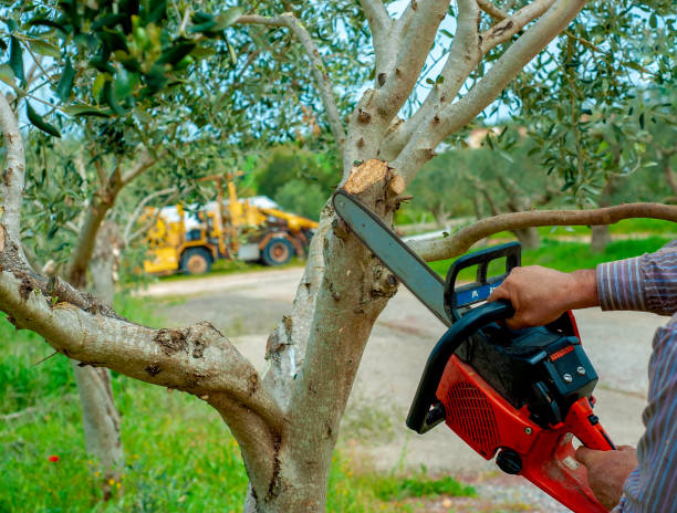 Best Tree Disease Treatment  in Cameron, TX